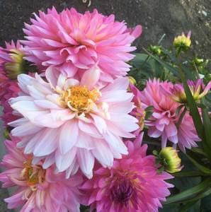 Meet your Posher, Mylene